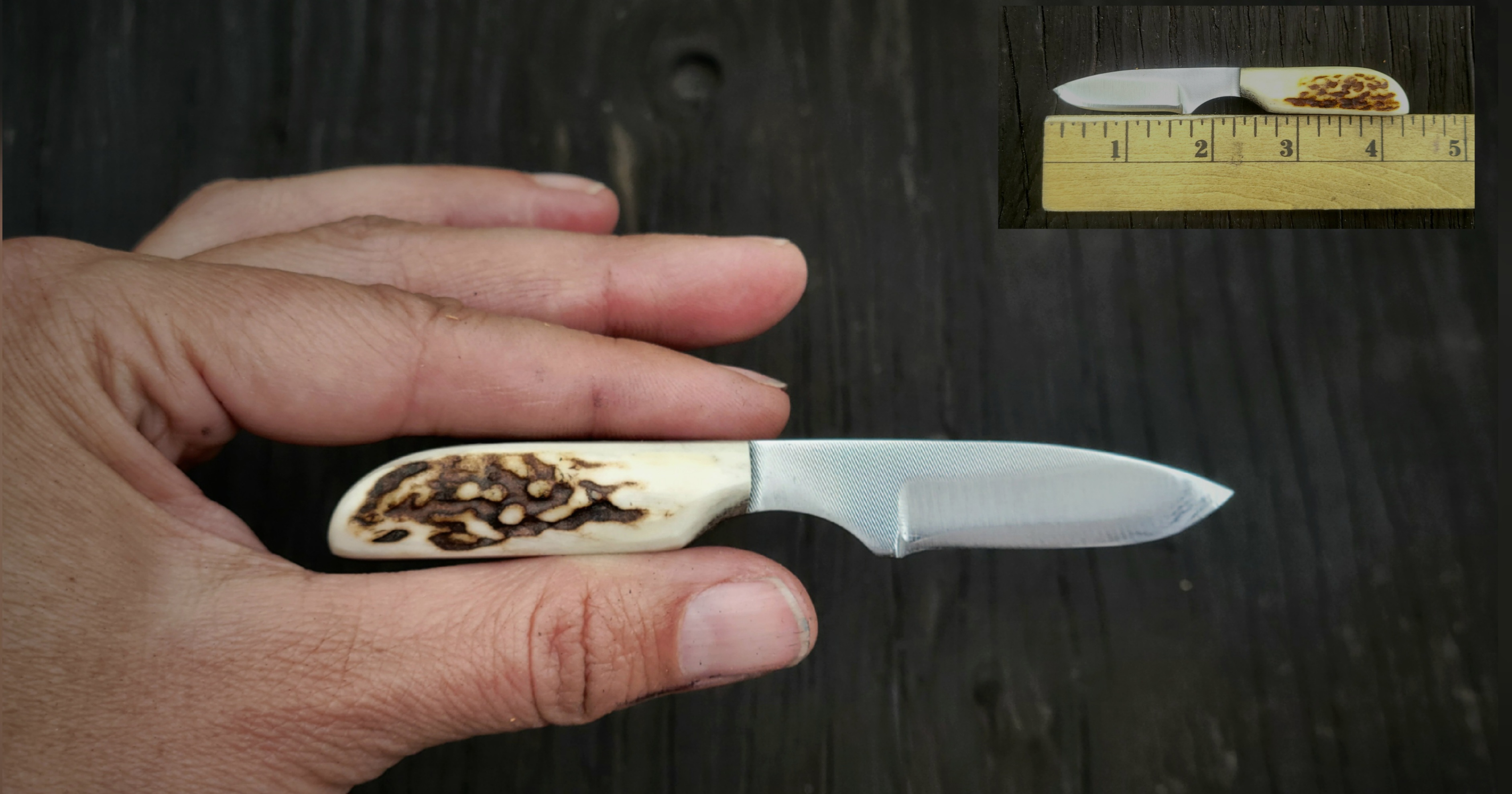 ENORMOUS ELK-VERY TINY: SIZE OF A FINGER!