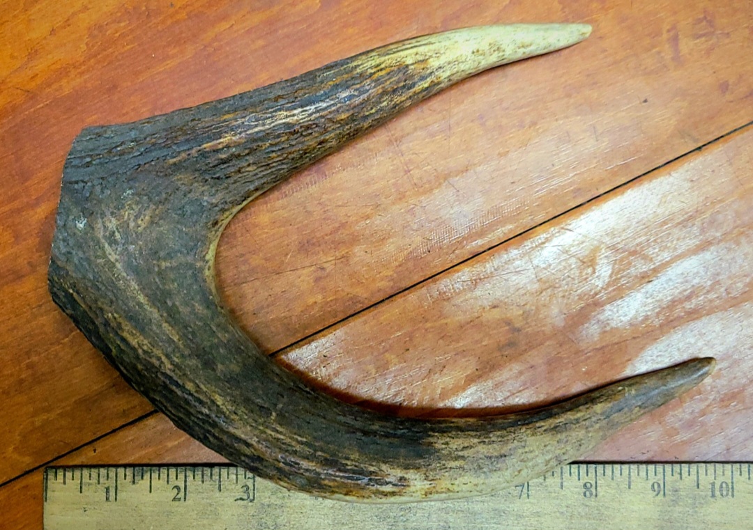STAG ANTLER-HALF LB PIECE (GREAT FOR SHOW DISPLAY)