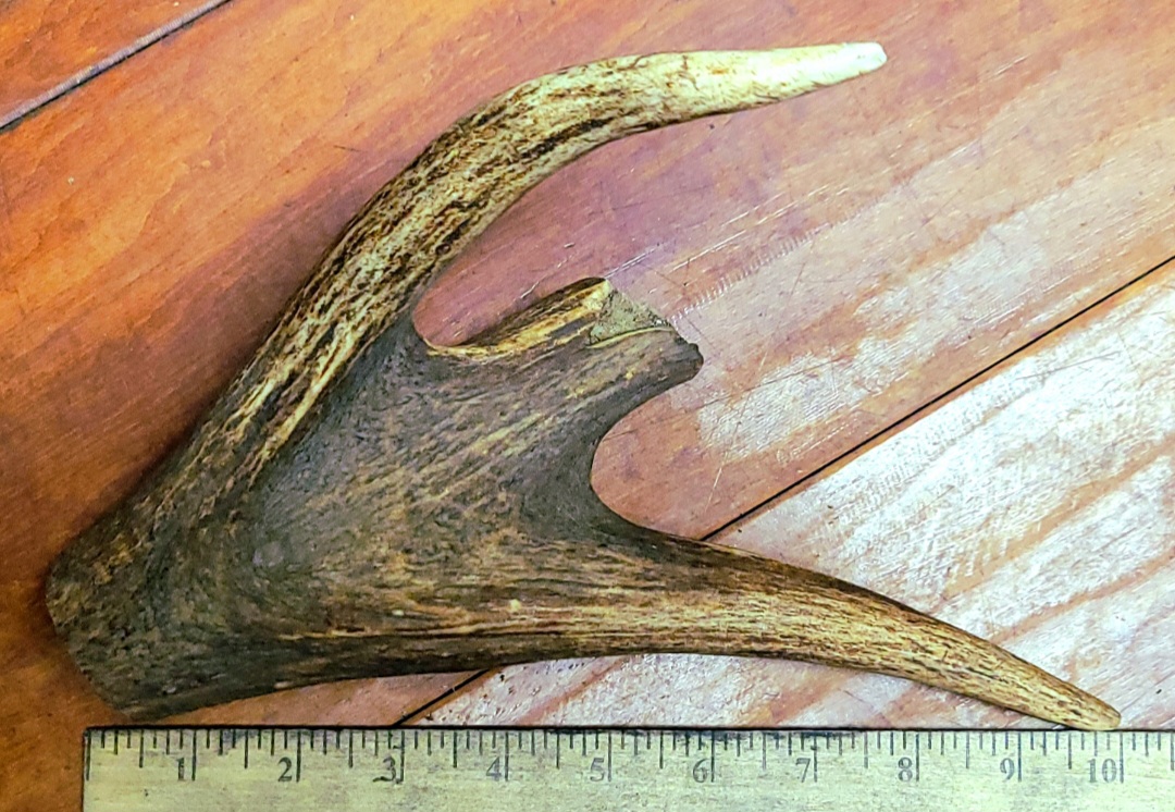 STAG ANTLER-HALF LB PIECE (GREAT FOR SHOW DISPLAY)