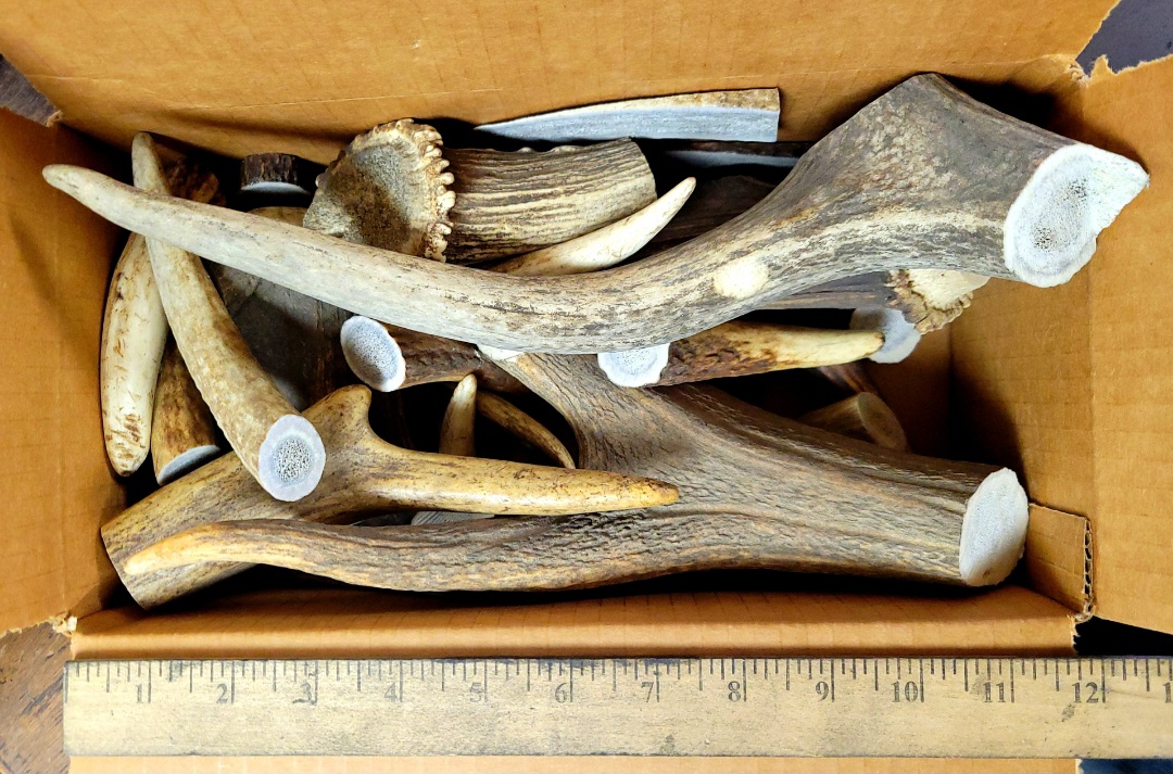 SIX POUNDS OF ELK: HORN/TIPS/CROWNS/SLICES
