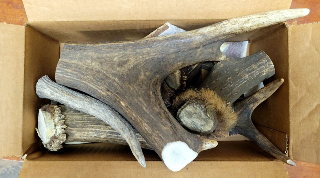 SIX POUNDS OF ELK: HORN/TIPS/CROWNS/SLICES