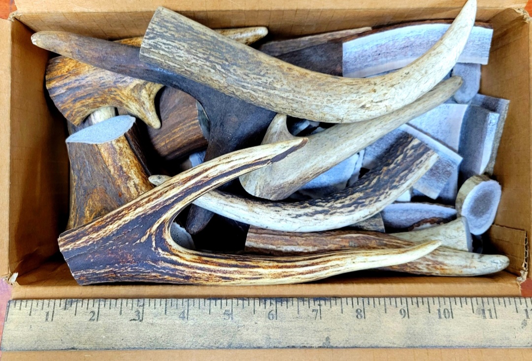SIX POUNDS OF ELK: (BOX2) HORN/TIPS/CROWNS/SLICES